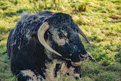 A majestic white bull resting calmly on green grass.