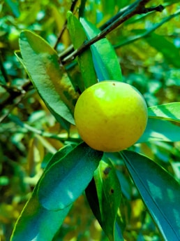 A vibrant yellow fruit is nestled among glossy, elongated green leaves on a tree branch. The background is a mix of green tones creating a natural, lush setting.