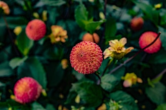 Bright pompom dahlias clustered together with soft green leaves