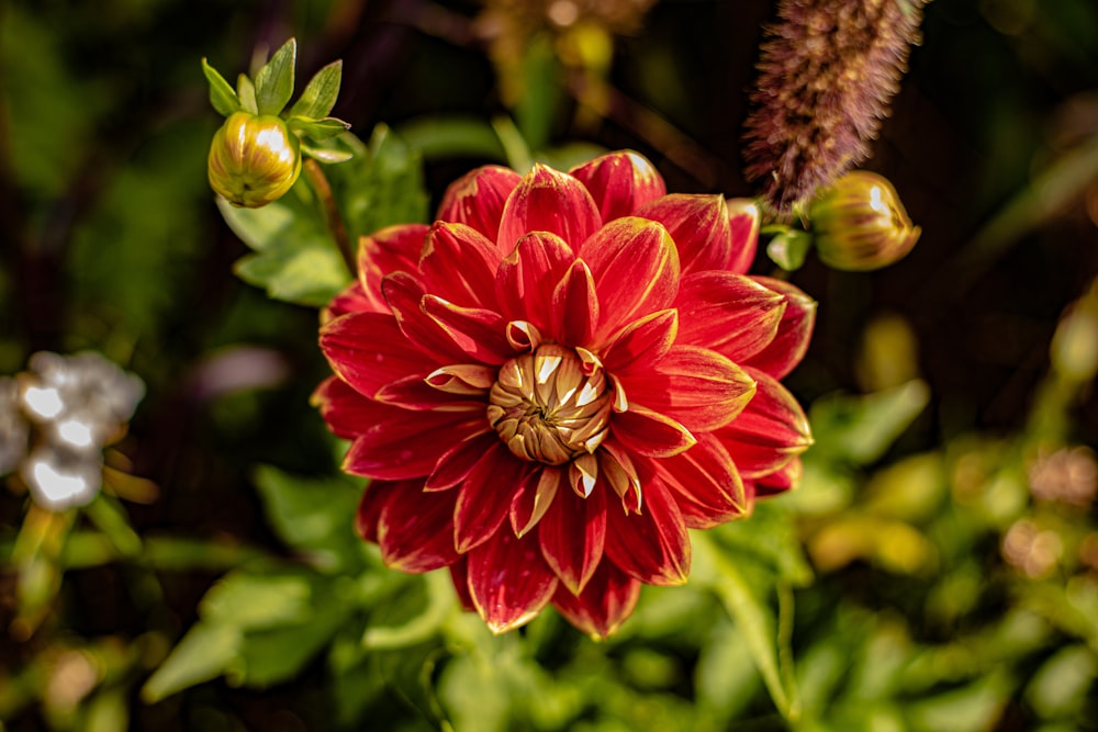 focus photography of red petaled flower