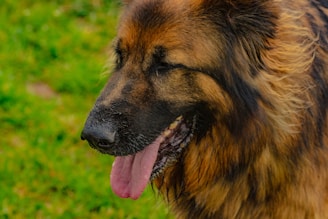 Close-up of a calm dog looking content and serene outdoors.