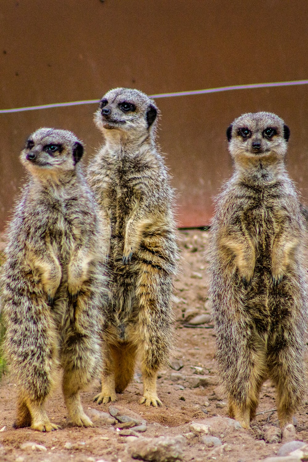 three standing brown prairie dogs