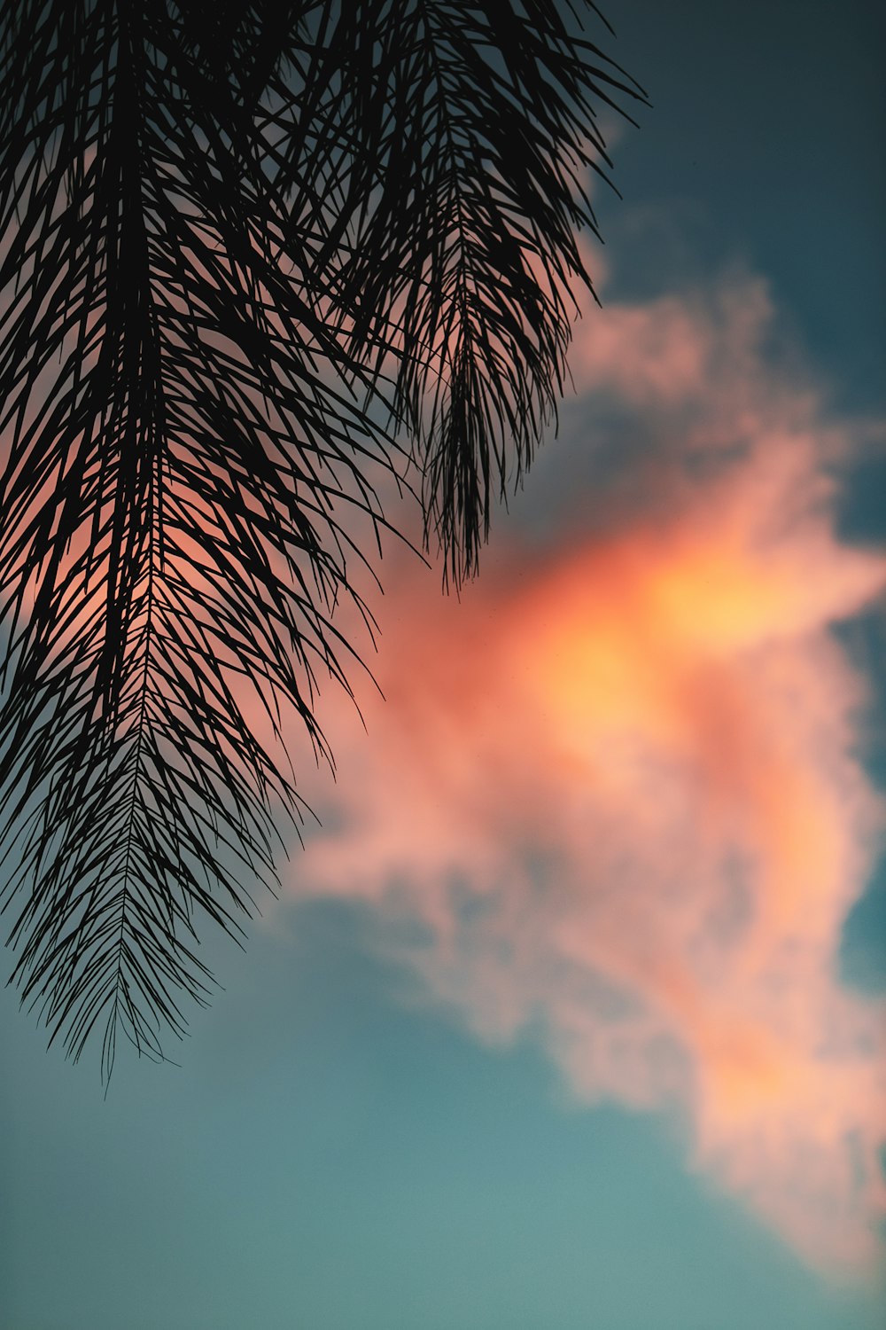 silhouette of palm leaves