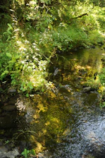 A serene image of a clear water stream flowing gently through a sunlit forest.