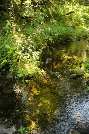 A serene image of a clear water stream flowing gently through a sunlit forest.