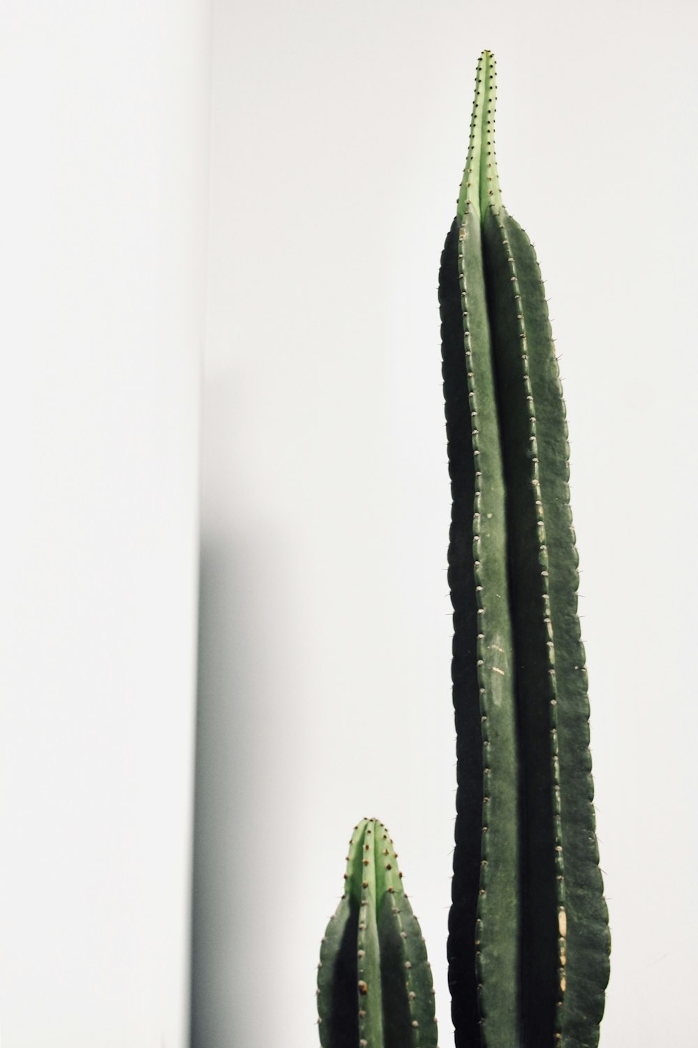 green cactus