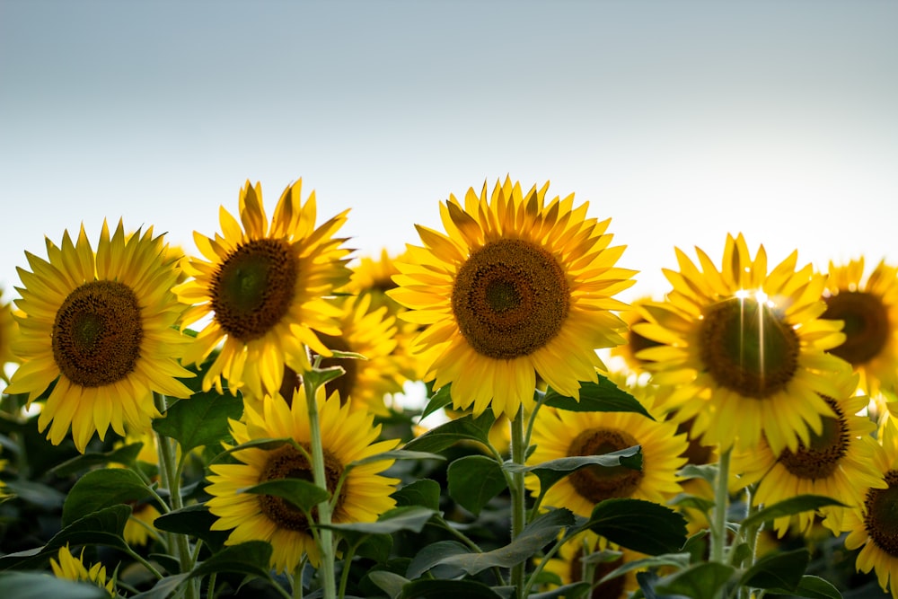 yellow sunflowers