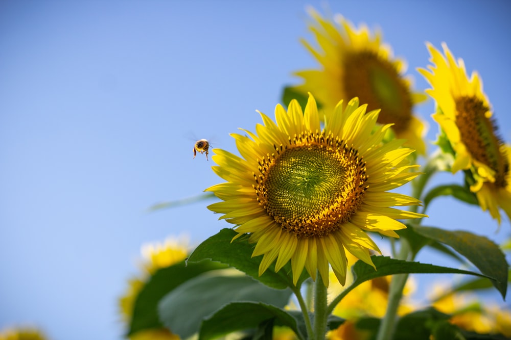 shallow focus photography of yellow sunflowers