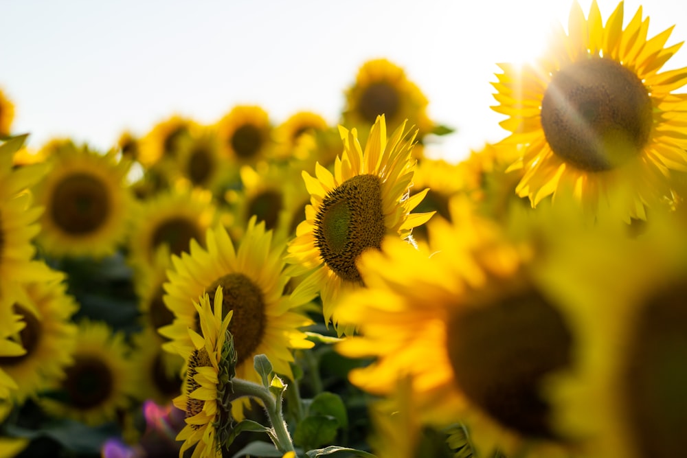 shallow focus photo of sunflowers