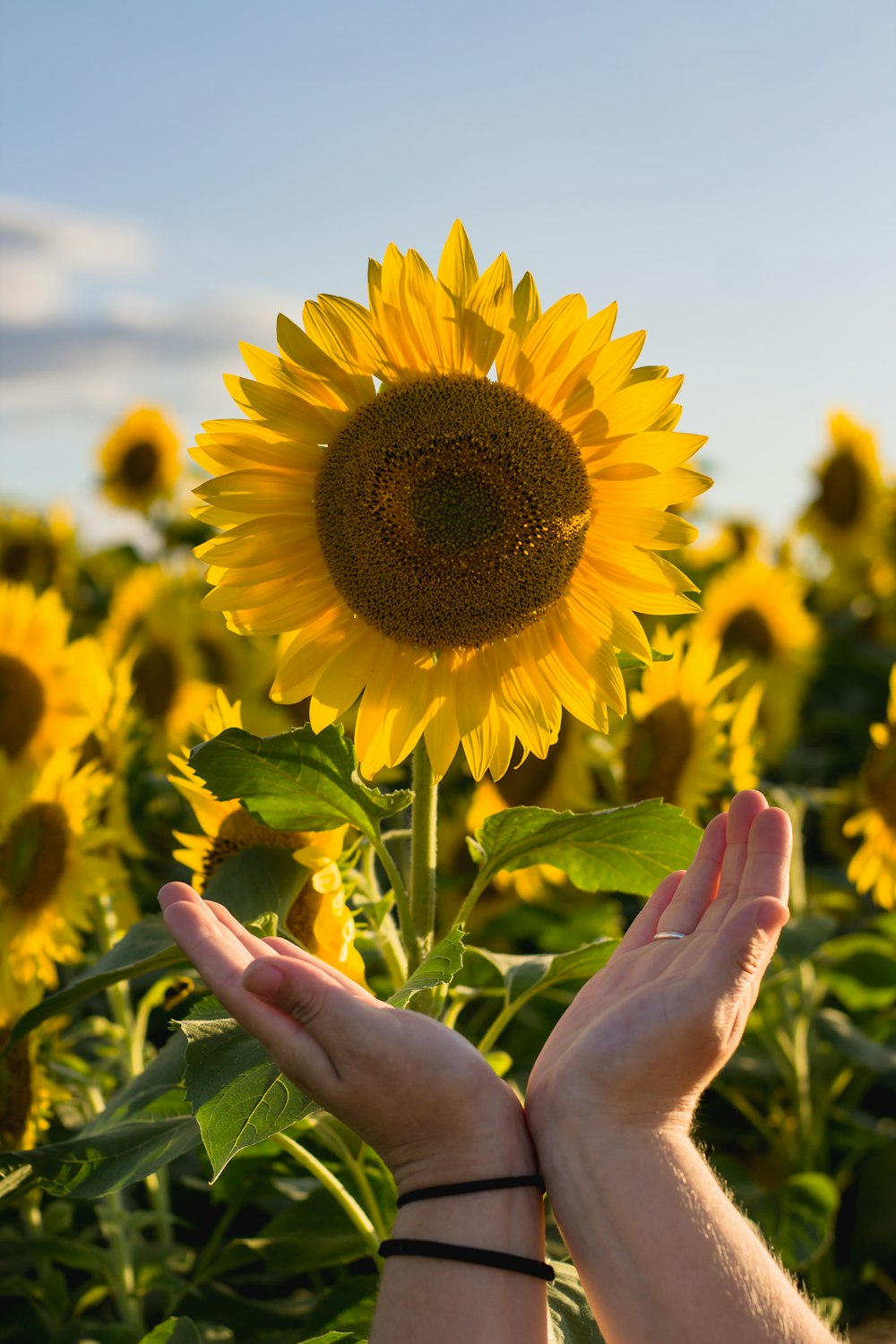 close-up of sunflower