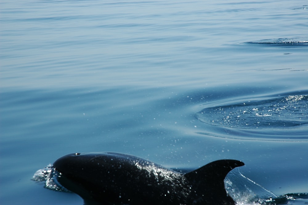 close-up of dolphin