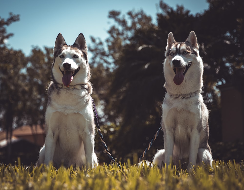 two Siberian Huskies sitting on lawn during daytime