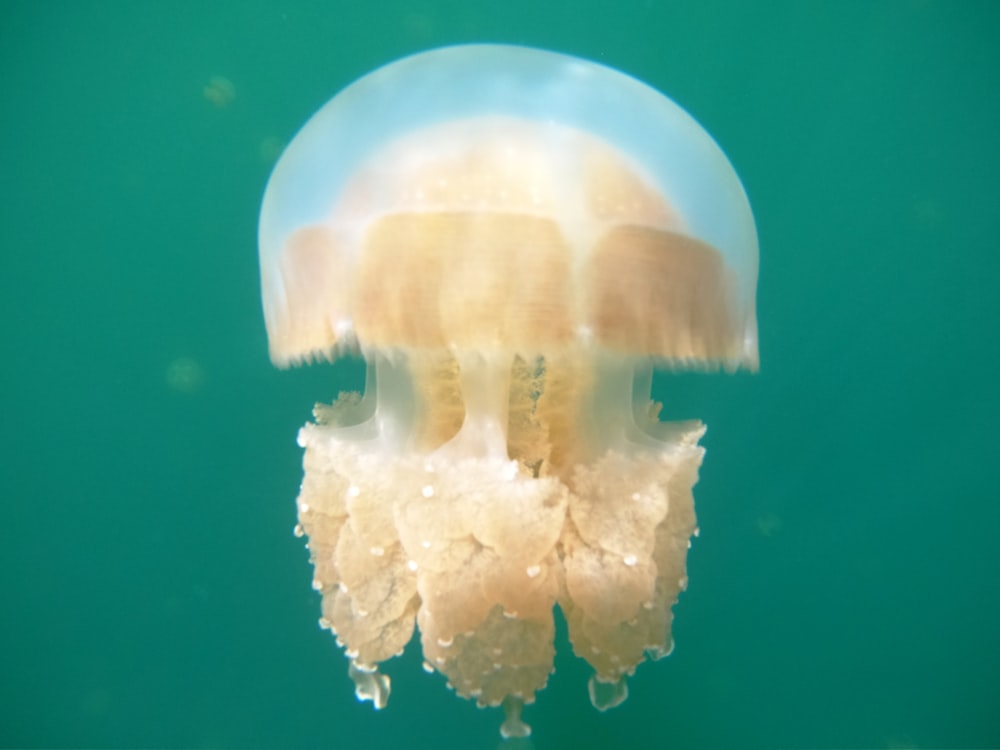 medusas de caja