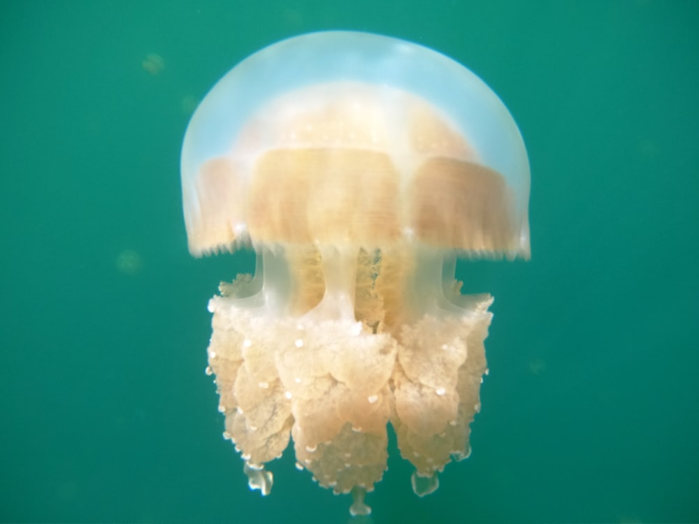 box jellyfish