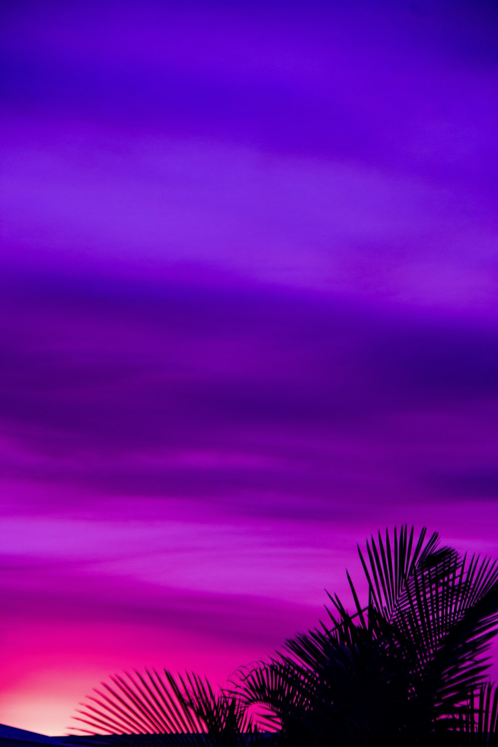 750+ Purple Aesthetic Pictures  Download Free Images on Unsplash