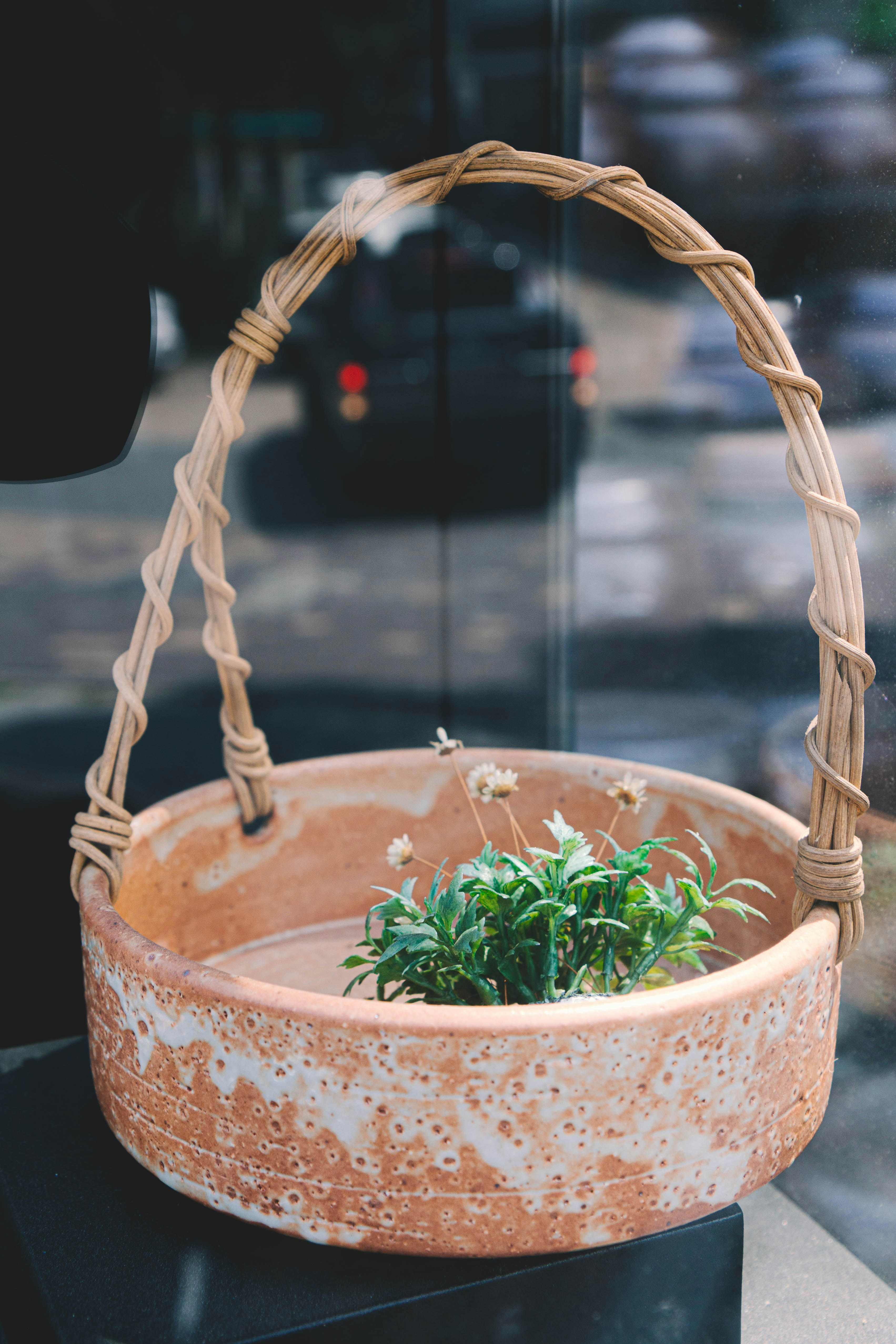 planta verde na cesta
