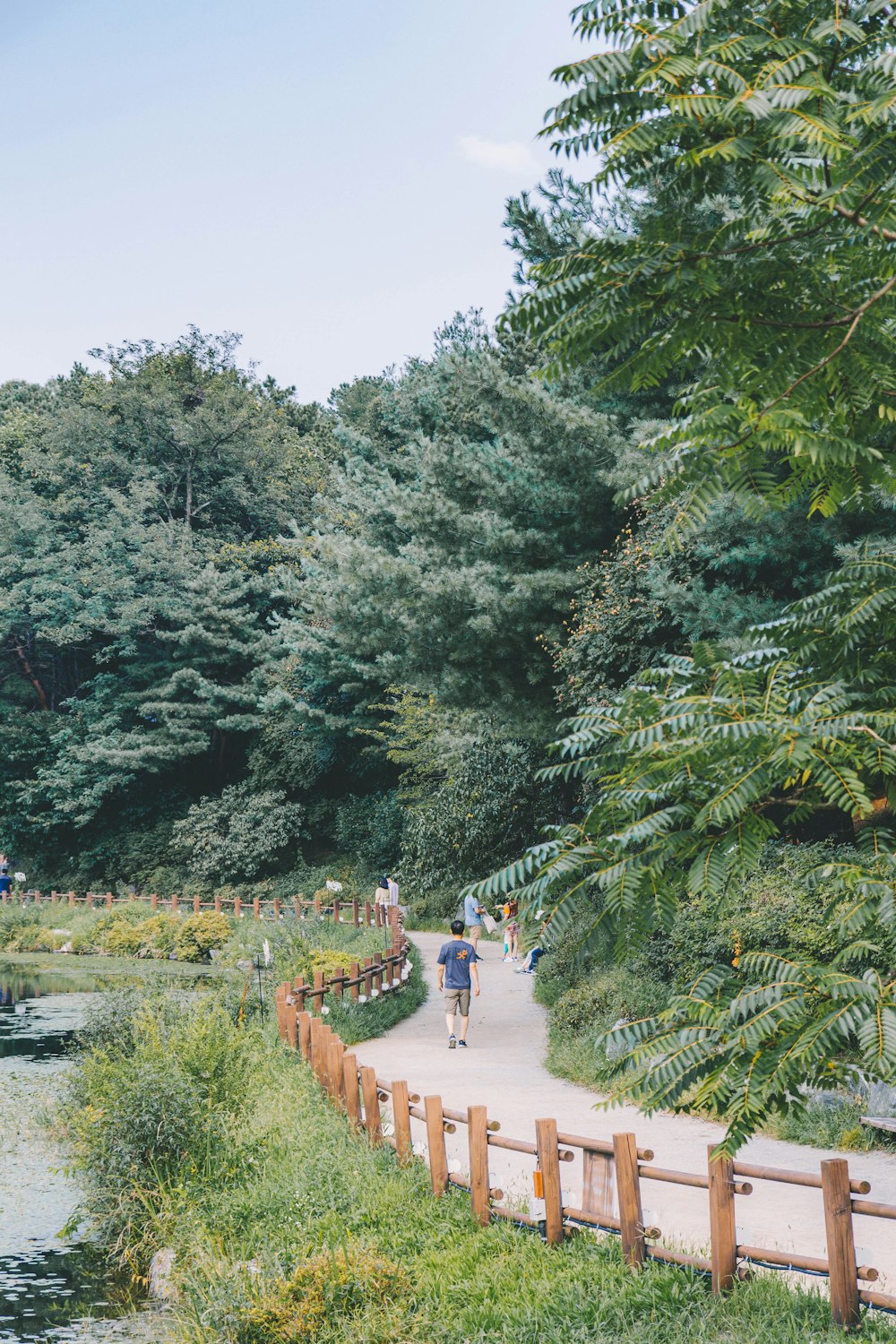 man walking on walkway near trees