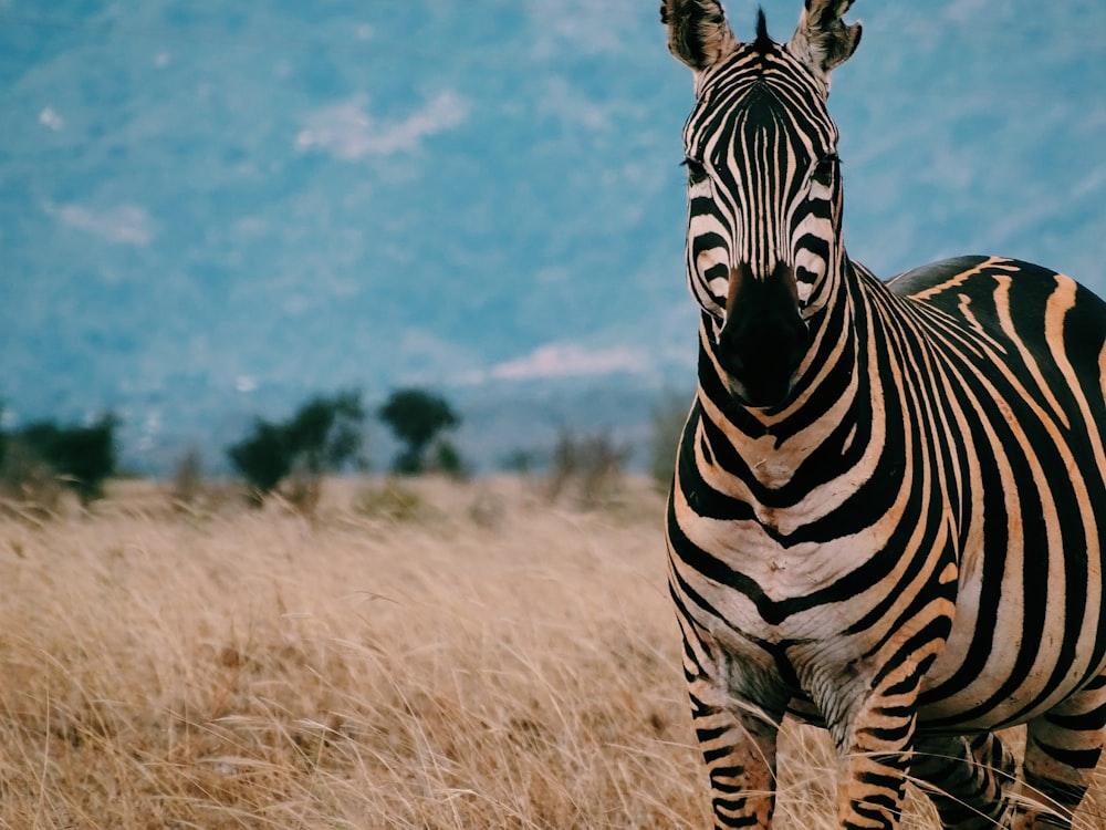 adult zebra in brown field