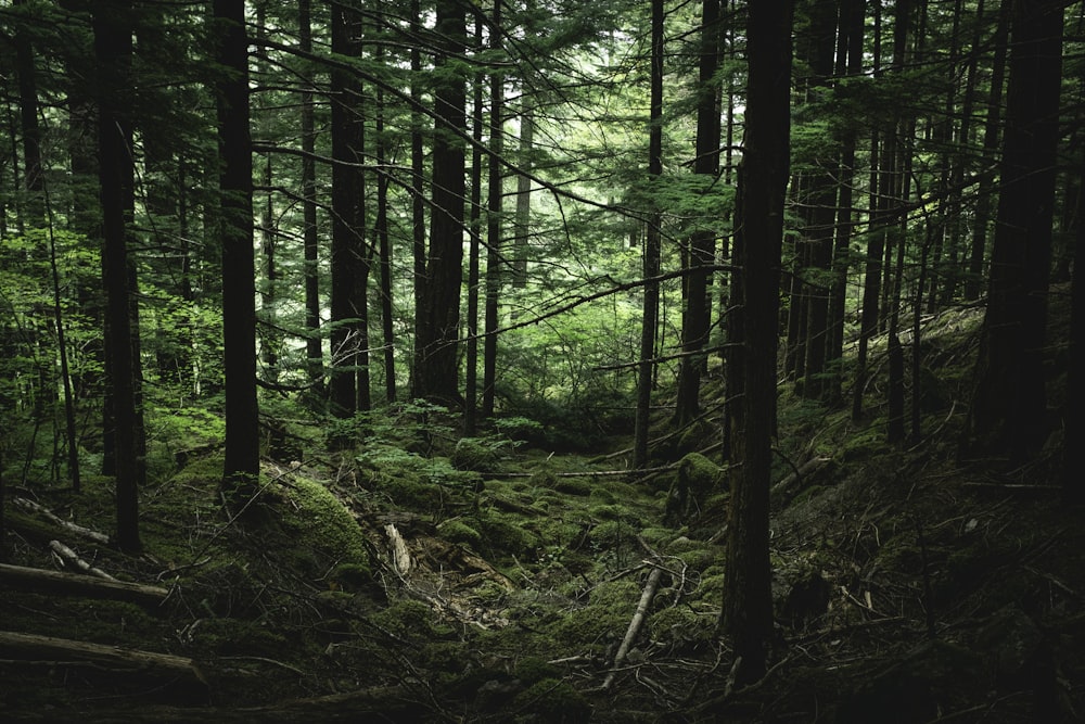 Green trees photo – Free Forest Image on Unsplash