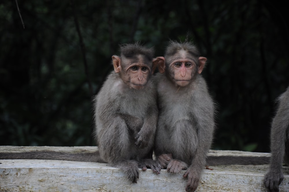 two monkeys on gray surface