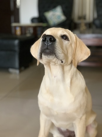 A Labrador Retriever dog is sitting indoors on a tiled floor. The background includes a dark-colored couch and a patterned pillow. There's also a lamp and a wooden table partially visible.