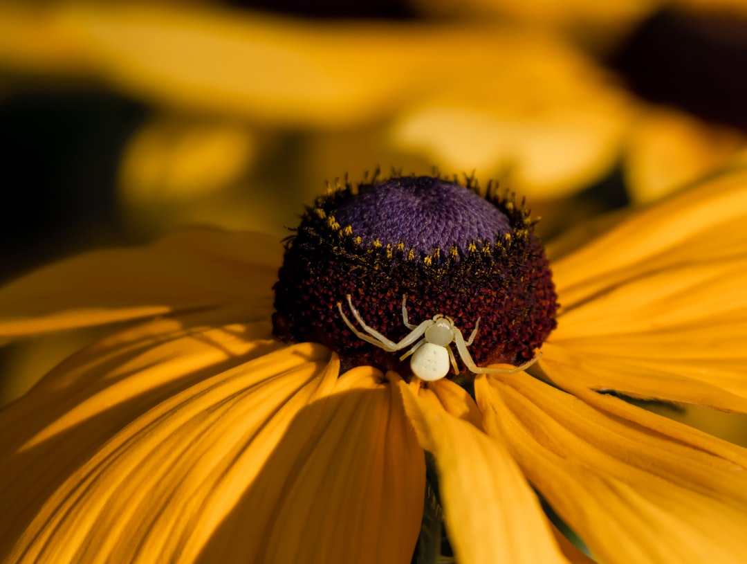 macro photography of white spider on yellow and brown flower