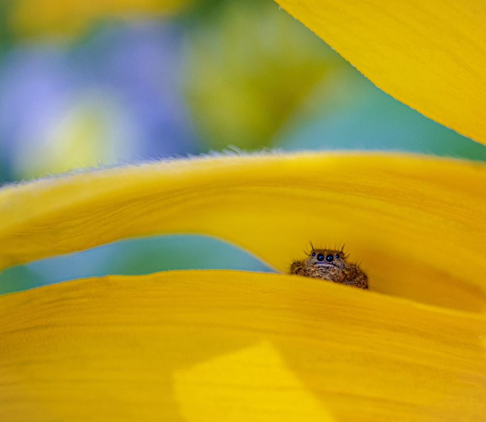 brown insect on yellow flower