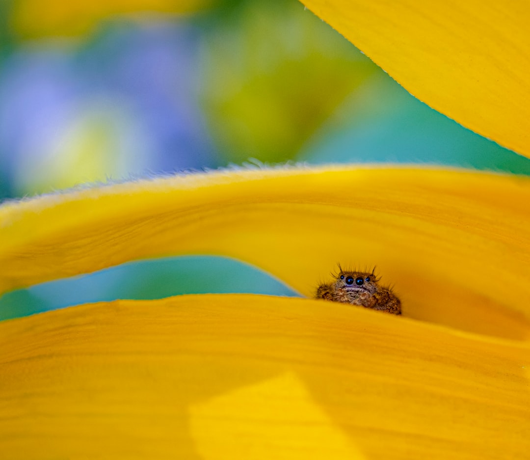 brown insect on yellow flower