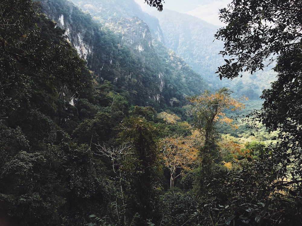 green-leafed trees