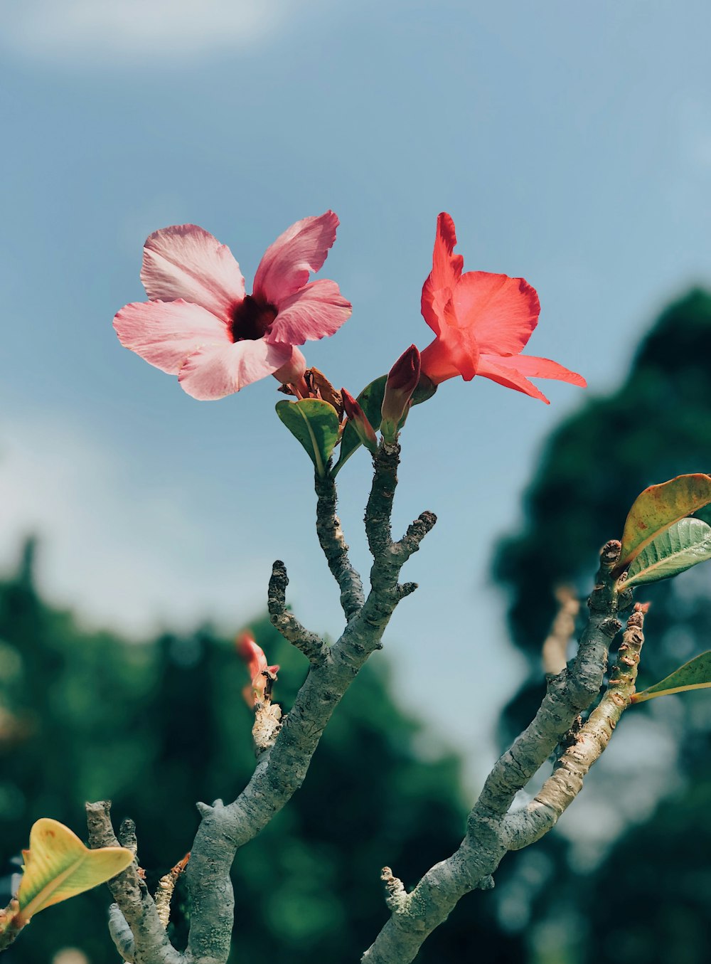 close-up photography of red petaled flower