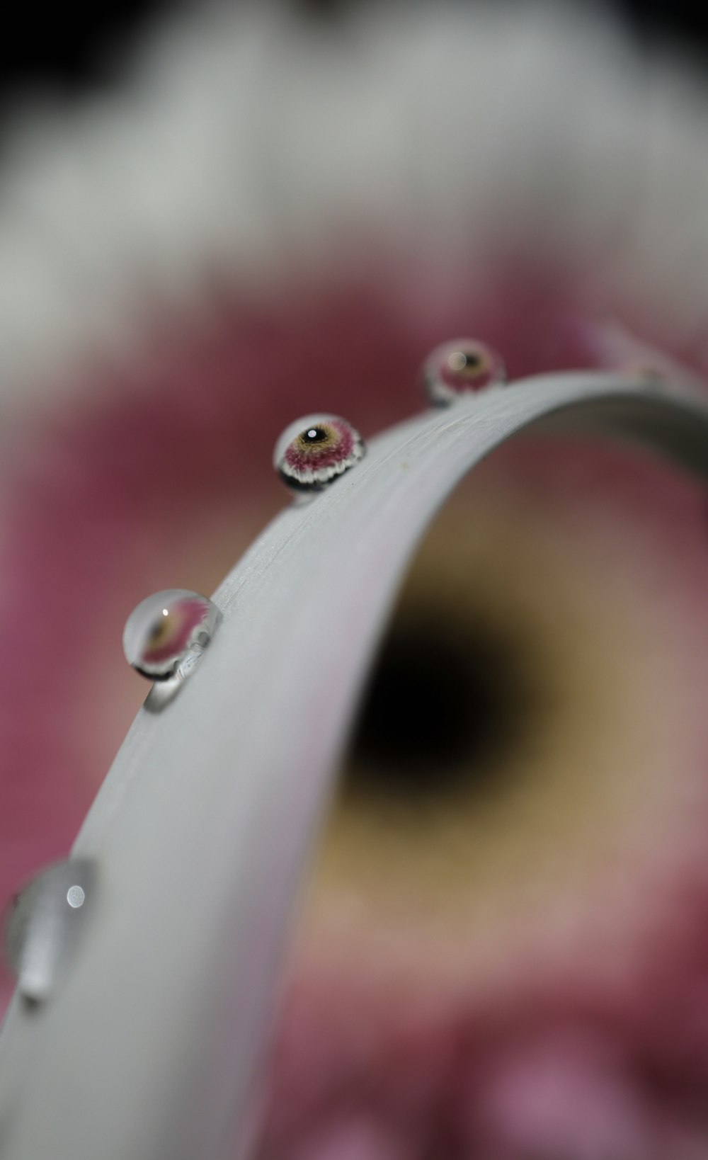 shallow focus photography of white petal flower