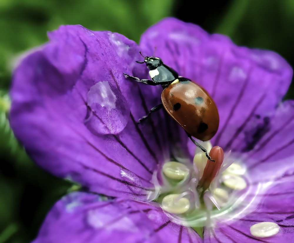 selective focus photography of ladybug