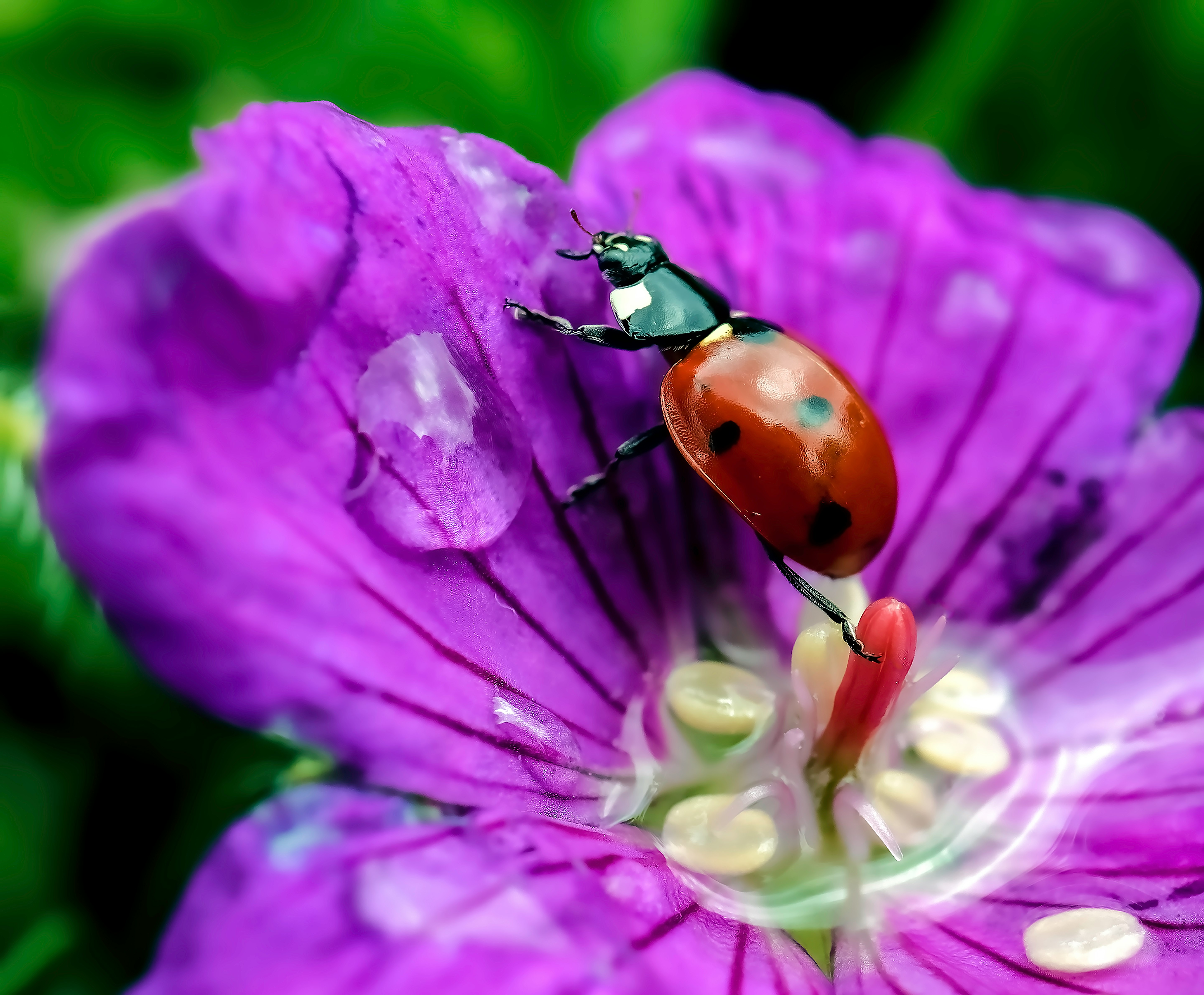 selective focus photography of ladybug