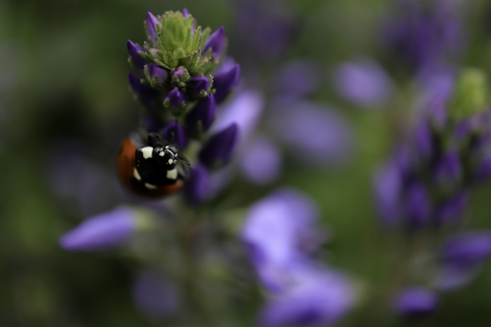 macro photo of lady bug on flower