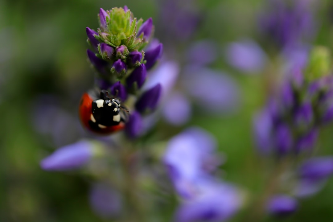 macro photo of lady bug on flower