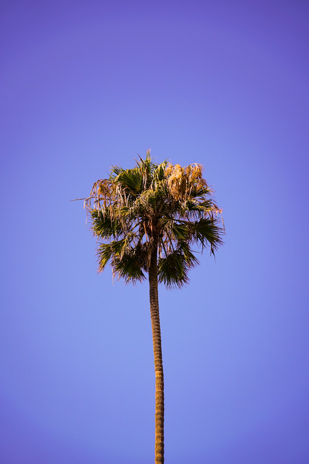 shallow focus photo of green tree