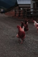 Several chickens are walking on a gravel path near a wooden fence with a rustic building nearby, set against a backdrop of rolling hills under a cloudy sky.