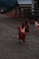 A panoramic view of a modern poultry farm with healthy chickens roaming freely under clear skies.