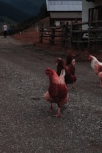 Wide shot of a metal chicken coop with chickens roaming nearby on a sunny day.