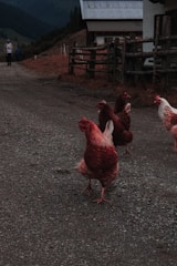 A rustic farmyard with healthy hens pecking around a wooden coop under a bright sky.