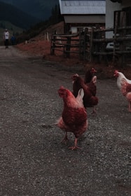 Wide shot of a metal chicken coop with chickens roaming nearby on a sunny day.