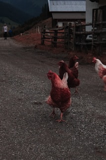 Several chickens are walking on a gravel path near a wooden fence with a rustic building nearby, set against a backdrop of rolling hills under a cloudy sky.