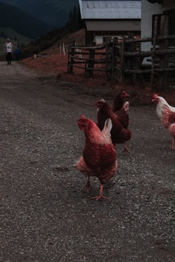 A sunlit morning view of Rock Hill Homestead with chickens roaming near the rustic barn.