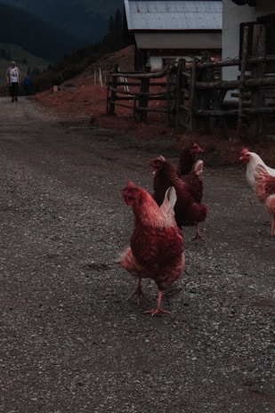 Several chickens are walking on a gravel path near a wooden fence with a rustic building nearby, set against a backdrop of rolling hills under a cloudy sky.