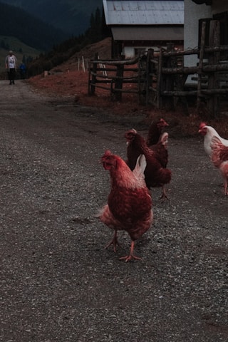A morning scene at Rainbow Poultry Farm with farmers tending to free-range chickens under a bright sky.