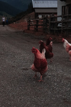 Essential Tips for Keeping Chickens at Home