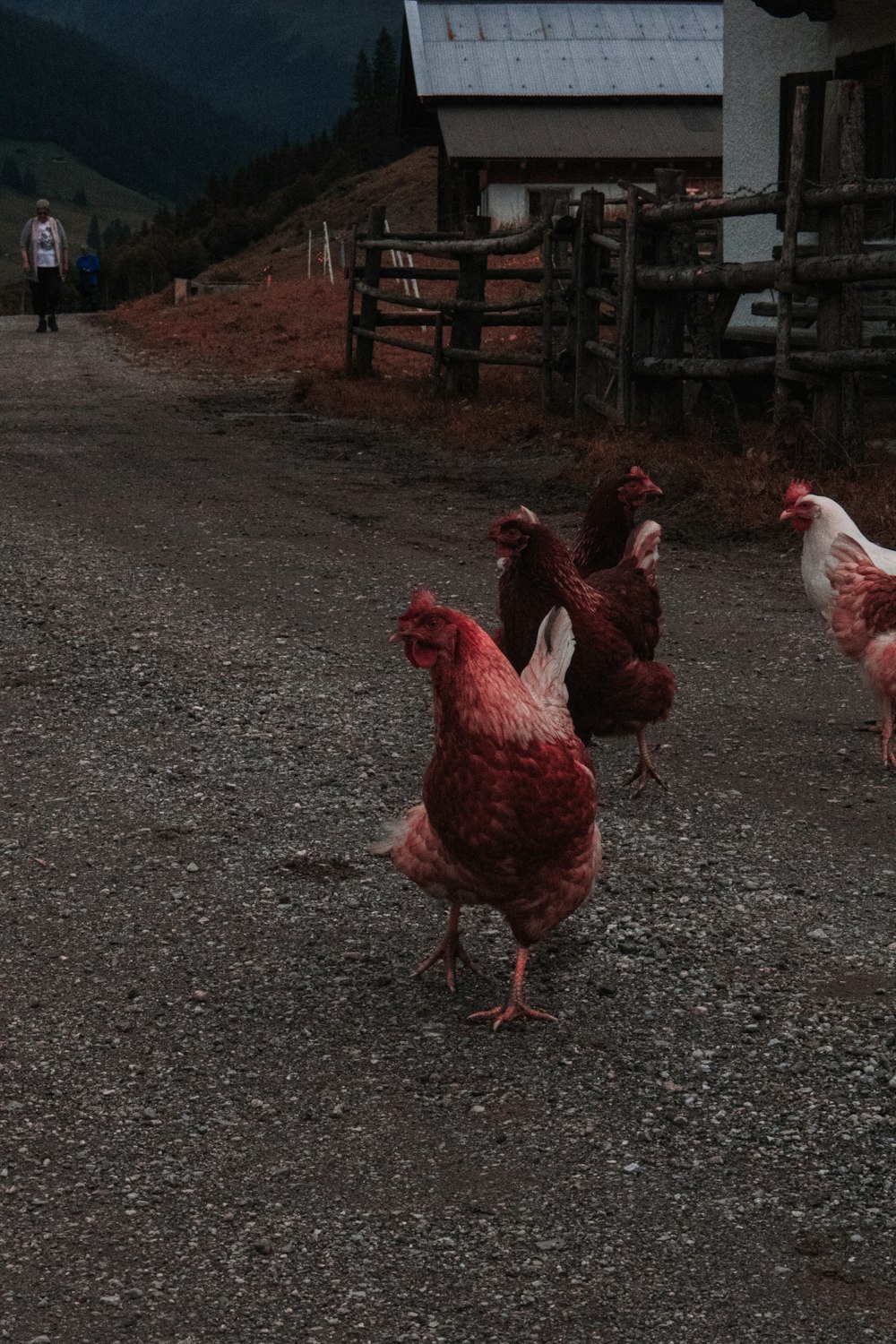 brown and white hen