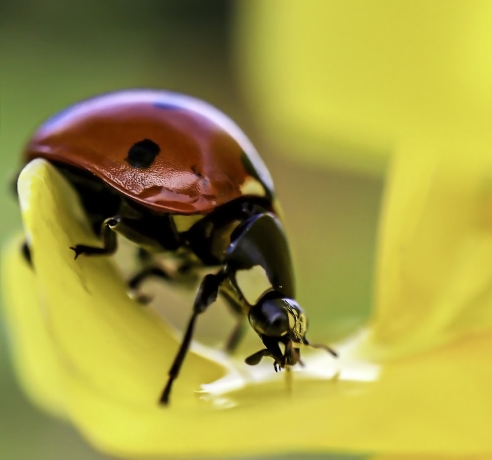 macro photo of lady bug