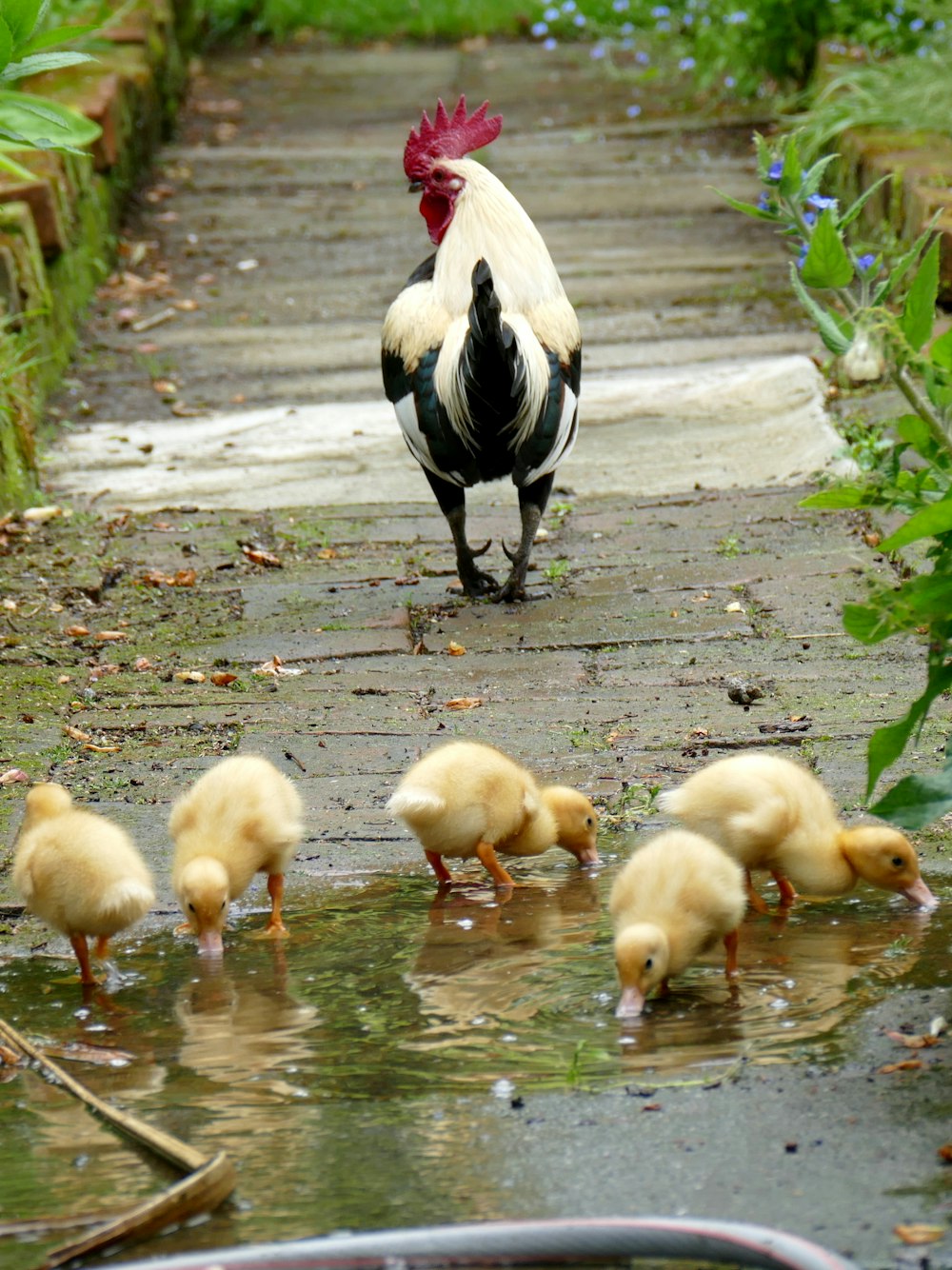 flock of chickens