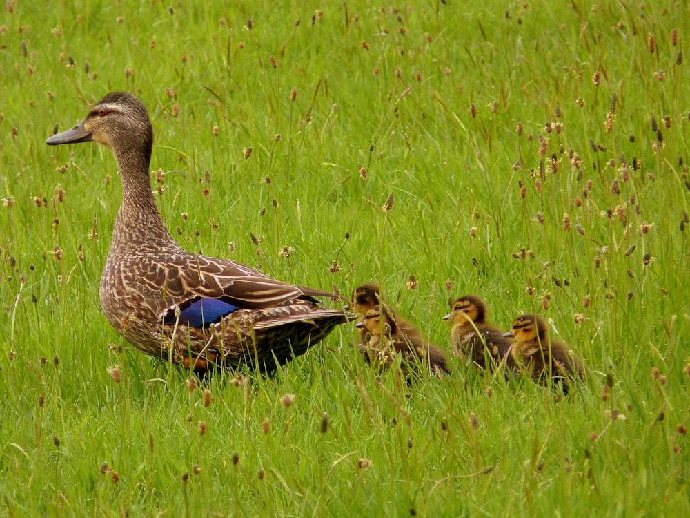 grey duck and duckling on green grass